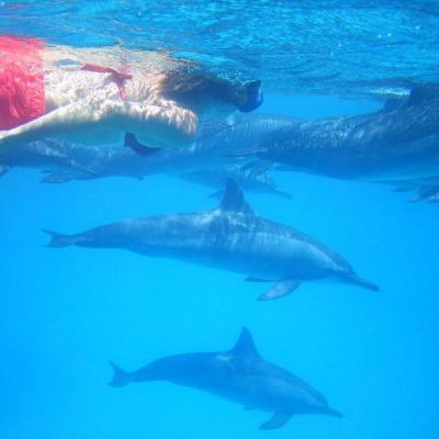 Moi et dauphins